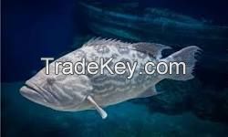 Grouper Fish