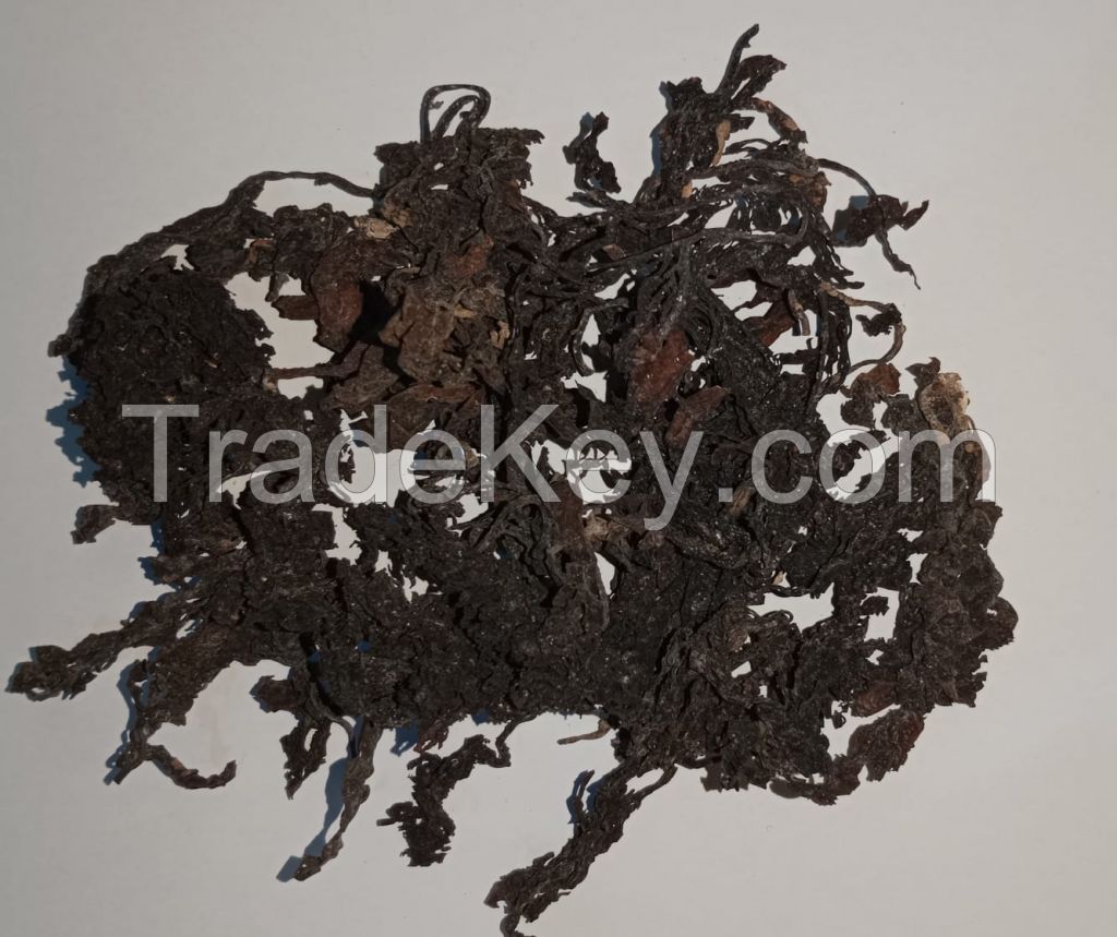 Dried Sargassum