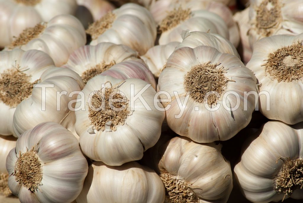 Gourmet Gold Garlic - The Flavor Sensation