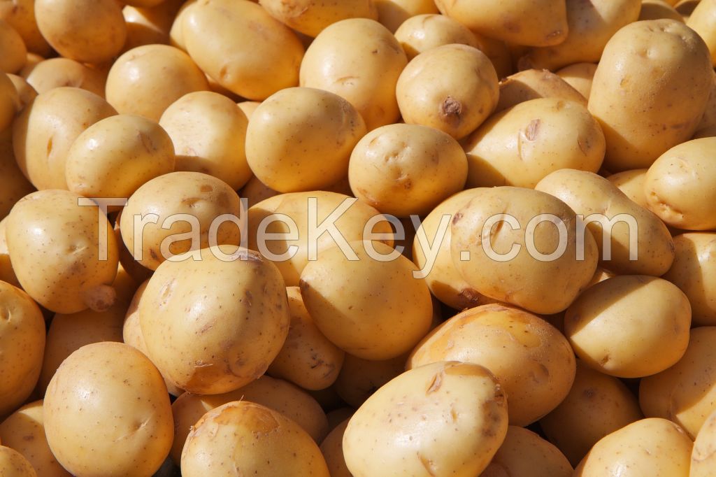 Gourmet Gold Irish Potatoes - The Creamy Delight