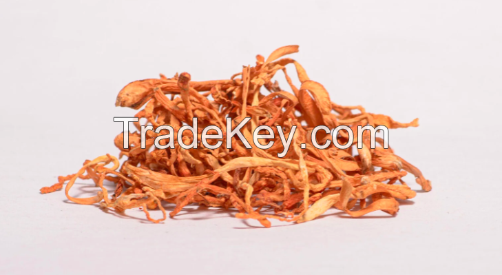 Cordyceps Militaris