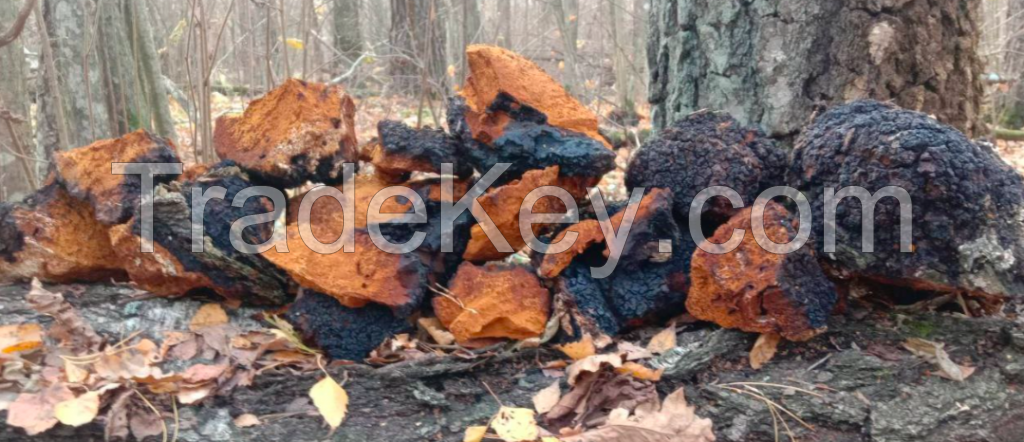 Chaga