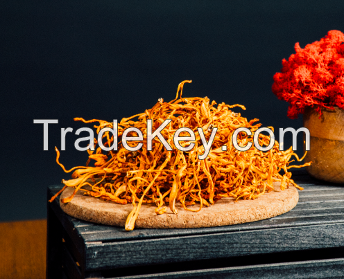 Cordyceps Militaris