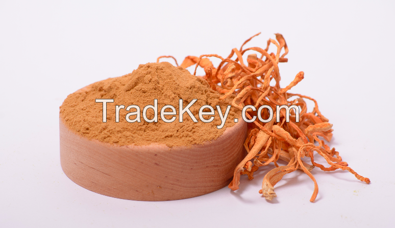 Cordyceps mushroom extract in powder (50%polysaccharides)