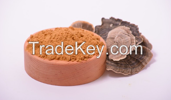 Turkey tail mushroom extract in powder (50%polysaccharides)