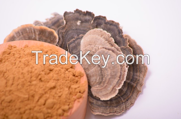 Turkey tail mushroom extract in powder (50%polysaccharides)