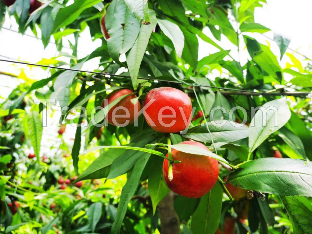 nectarine