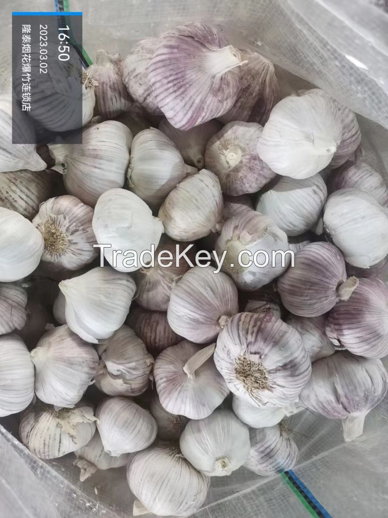 garlic