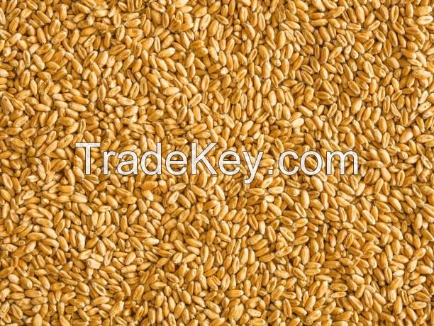 Wheat