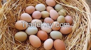 Egg shell powder, egg white powder, Albumen powder