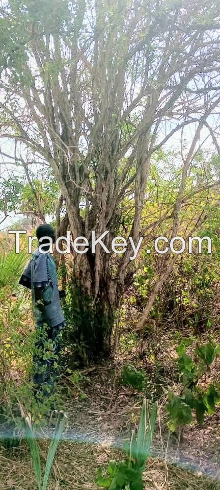 african blackwood