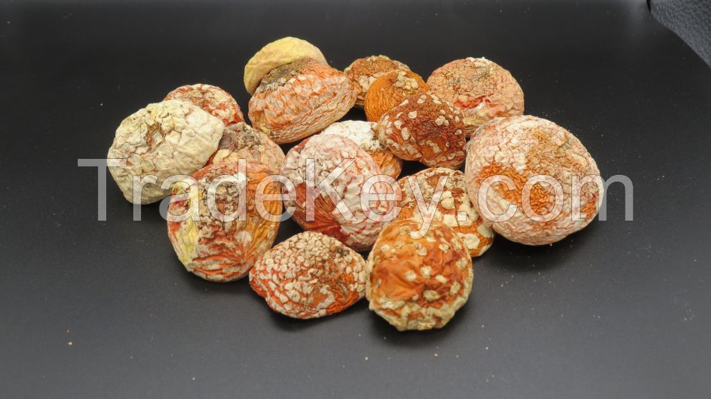 Amanita muscaria dried caps (mushroom)