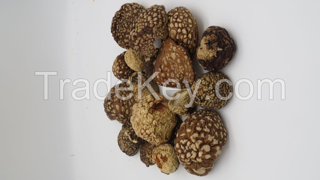 Amanita Regalis 2024 | Amanita Regalis Caps | Amanita Regalis Dried