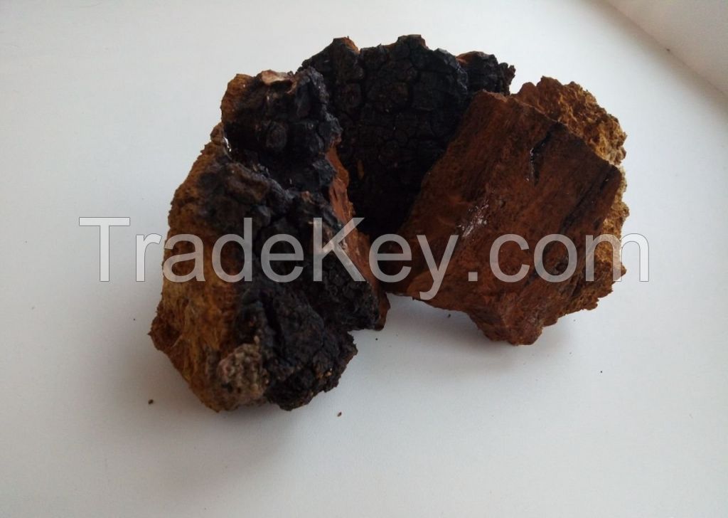 Chaga Mushroom