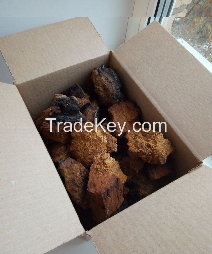 Chaga Mushroom