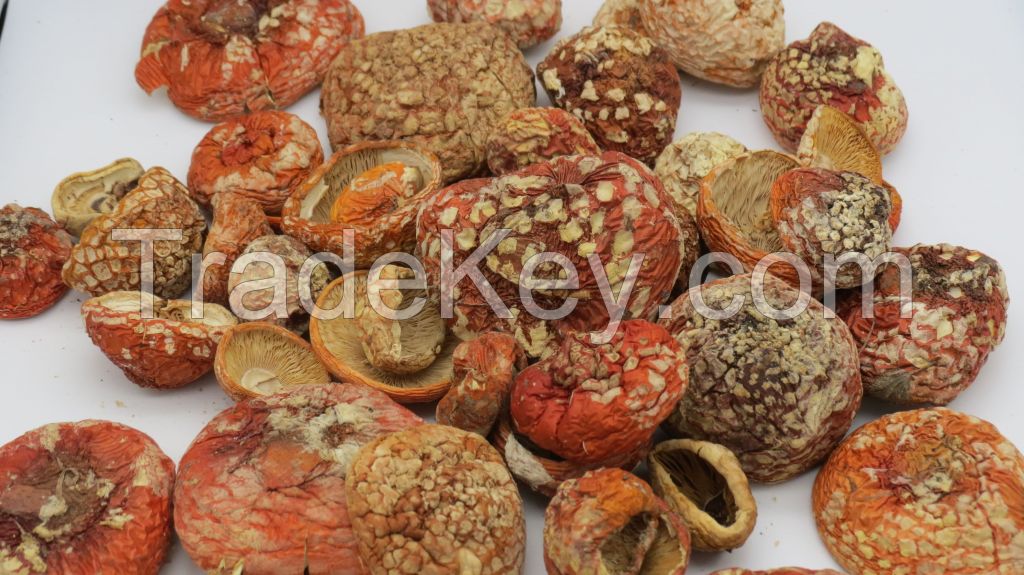 Amanita Muscaria Powder -  Raw material for muscimol producing