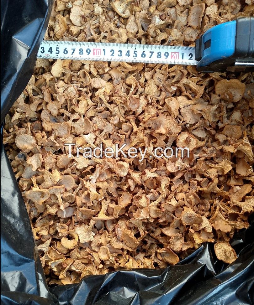 Dried Cantharellus mushrooms