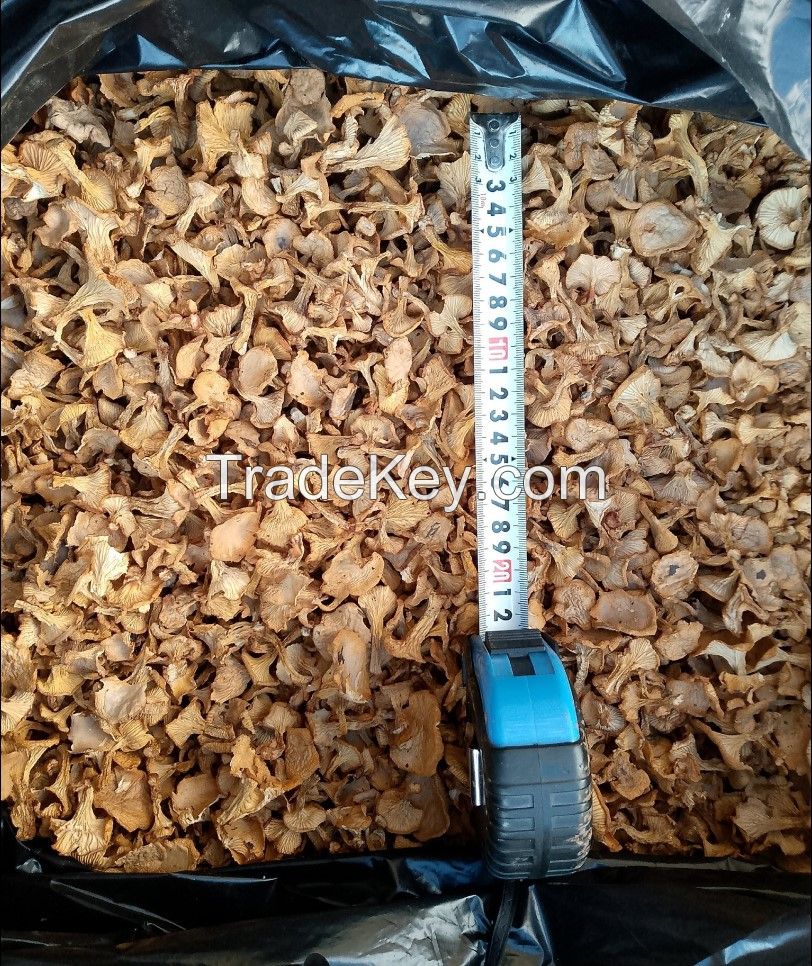 Dried Cantharellus Mushrooms (cantharellus Cibarius Fruit Bodies)