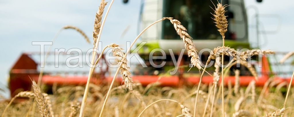 Your agriculture agent in Russia