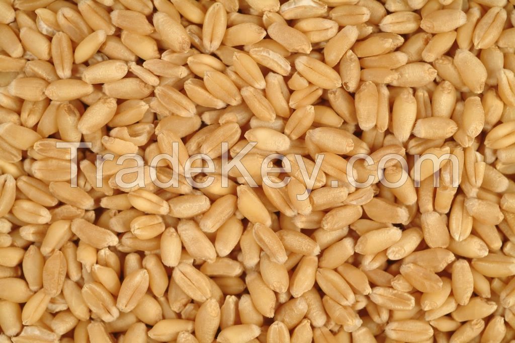 Wheat