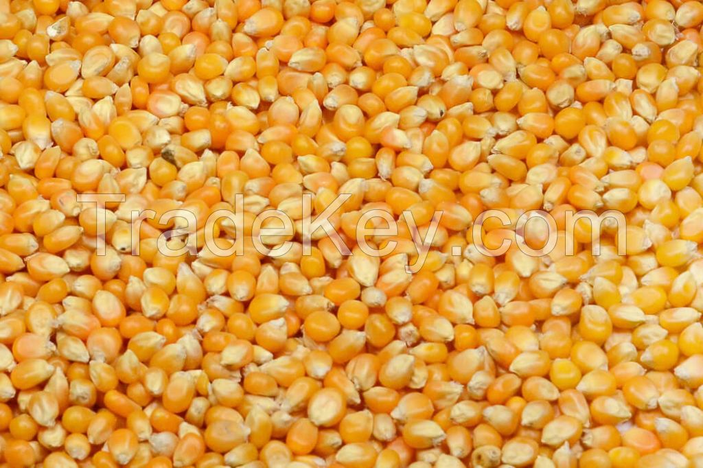 Corn