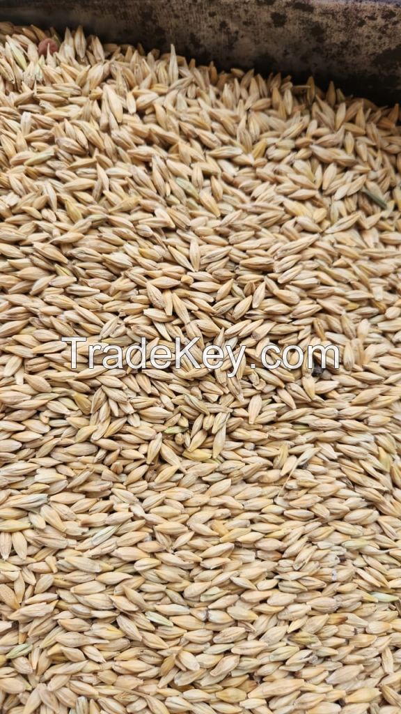 Barley