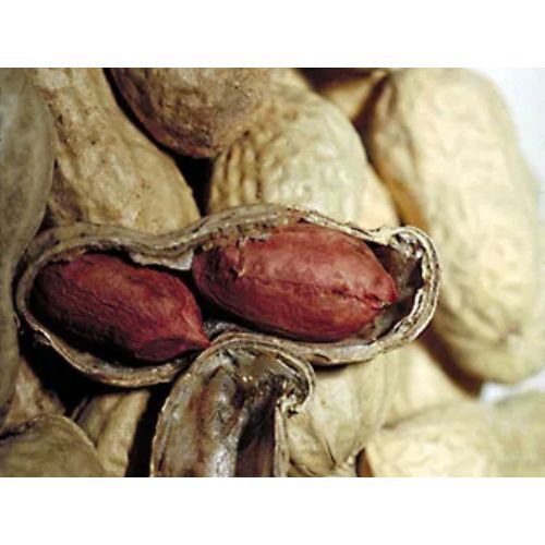 Superior Grade Groundnut kernels