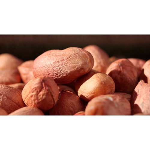 High Oleic Groundnut Indian Peanut kernels