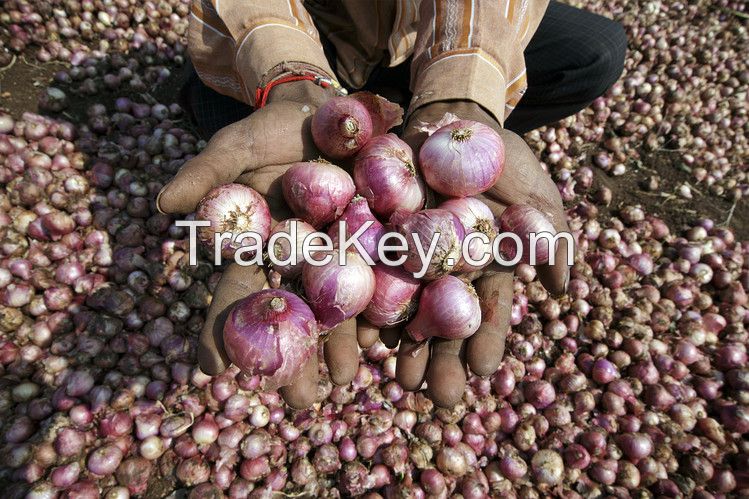 Fresh Onions