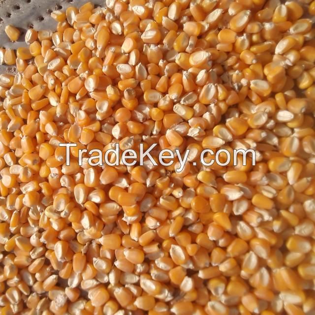 Premium Yellow Corn