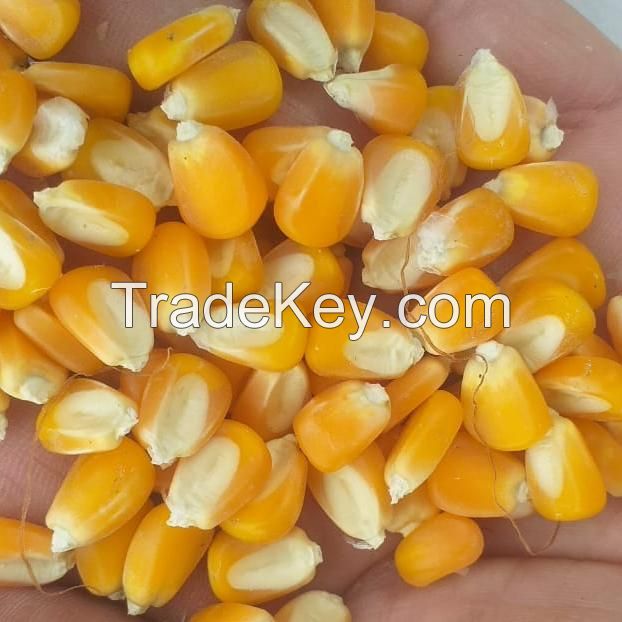 Premium Yellow Corn