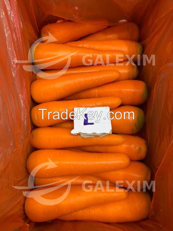 Vietnamese Fresh Carrots