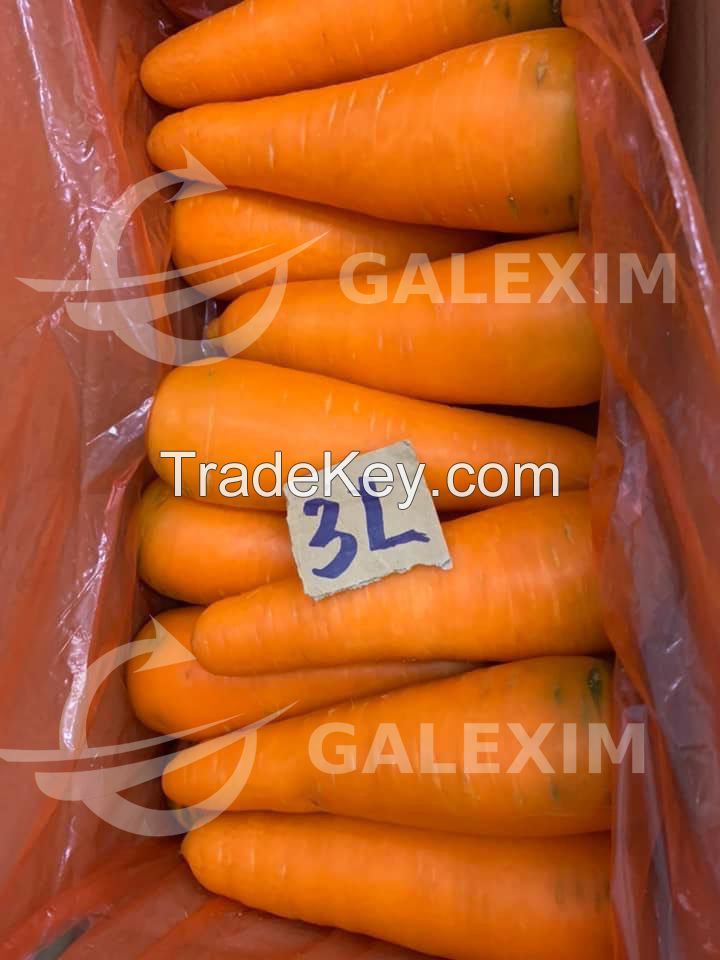 Vietnamese Fresh Carrots