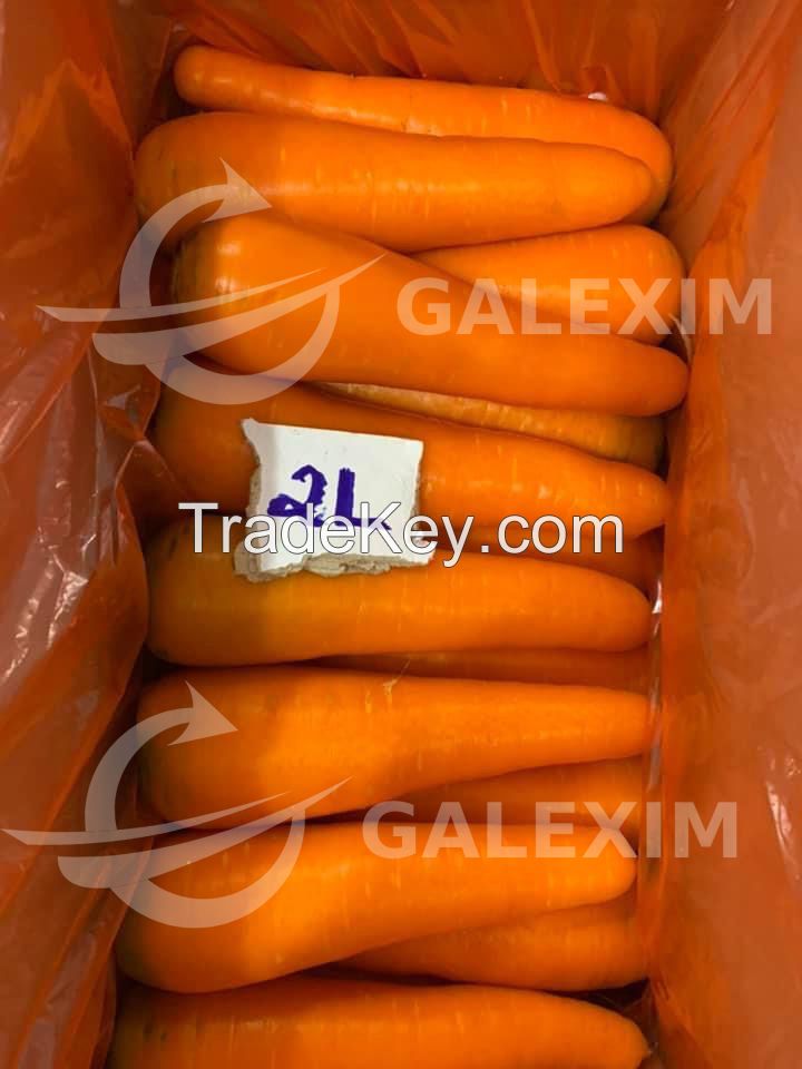 Vietnamese Fresh Carrots