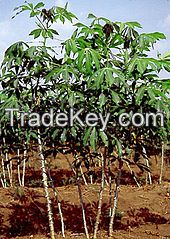 Cassava