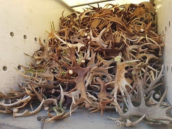 HIGH QUALITY RED DEER ANTLERS