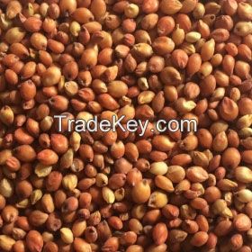 Red Sorghum 