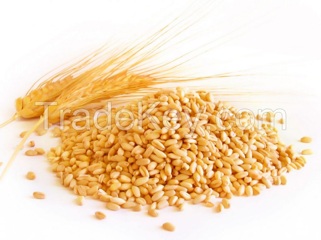 Grain Wheat and Wheat Derivates