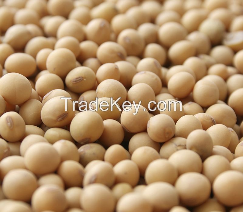 Soybean and Soybean Derivates