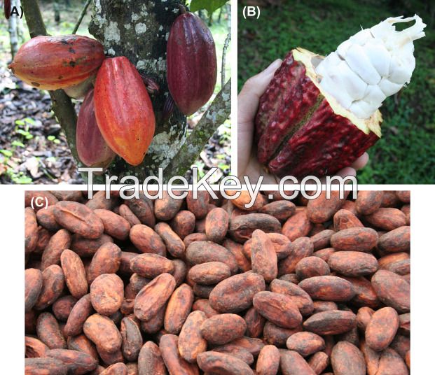 Cocoa Beans