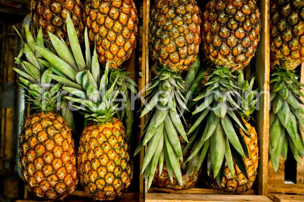 Pineapple, Ananas comosus.