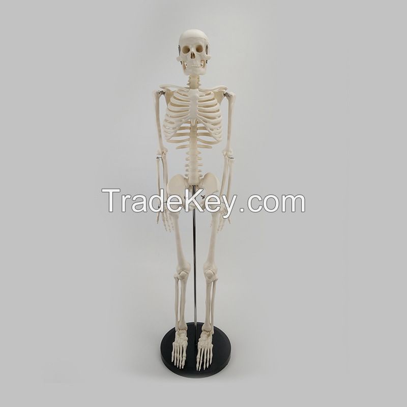 High Simulation Human Skeleton Model Natural Life Size