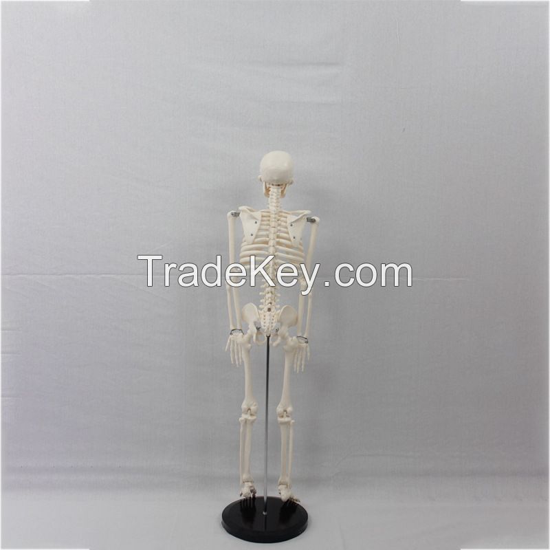 High Simulation Human Skeleton Model Natural Life Size