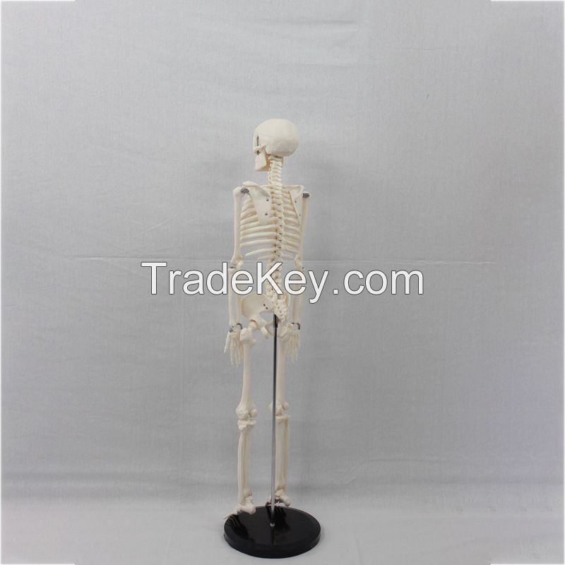 High Simulation Human Skeleton Model Natural Life Size