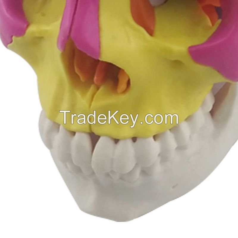 Medical Science Medical Student Training Teaching Use Colorful Skull