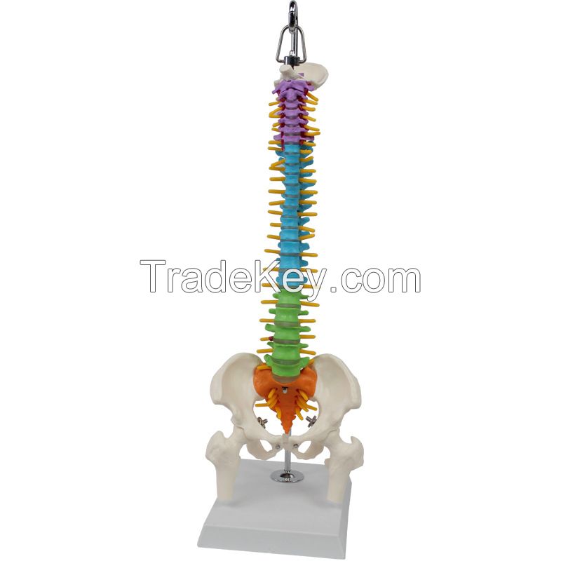 Medical Science Medical Student Training Teaching Use Human Spine Model