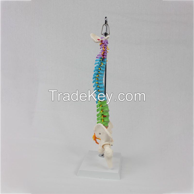 Medical Science Medical Student Training Teaching Use Human Spine Model