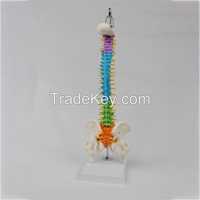 Medical Science Medical Student Training Teaching Use Human Spine Model