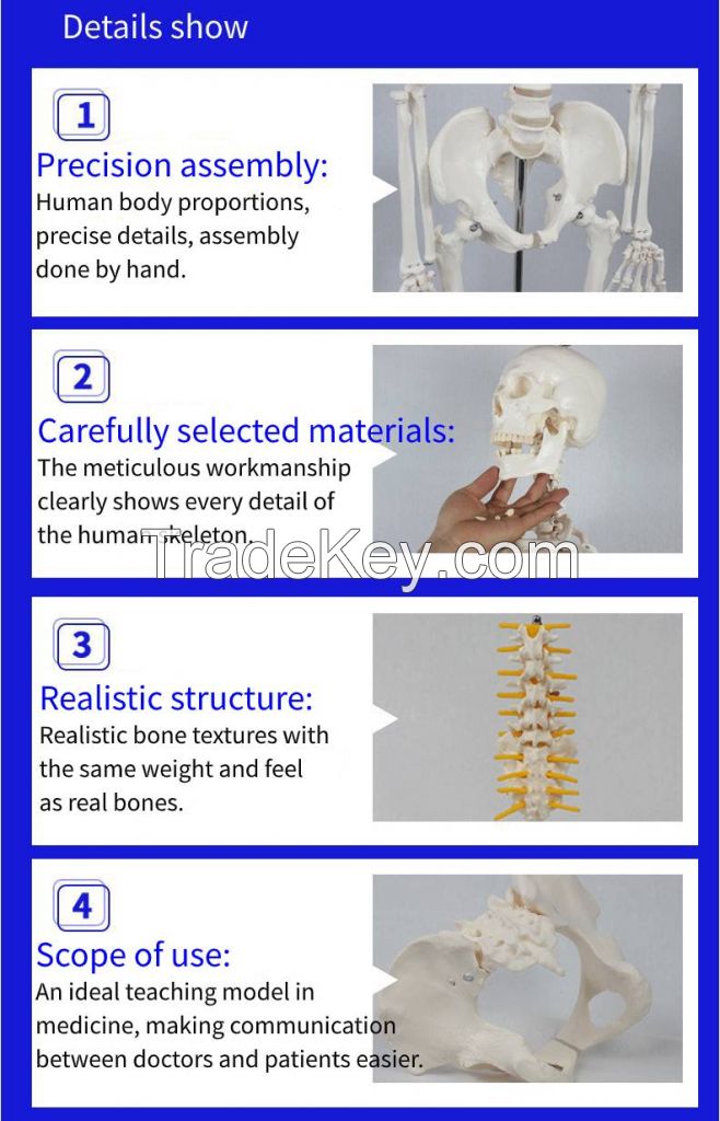 Medical Science Medical Student Training Teaching Use Colorful Skull