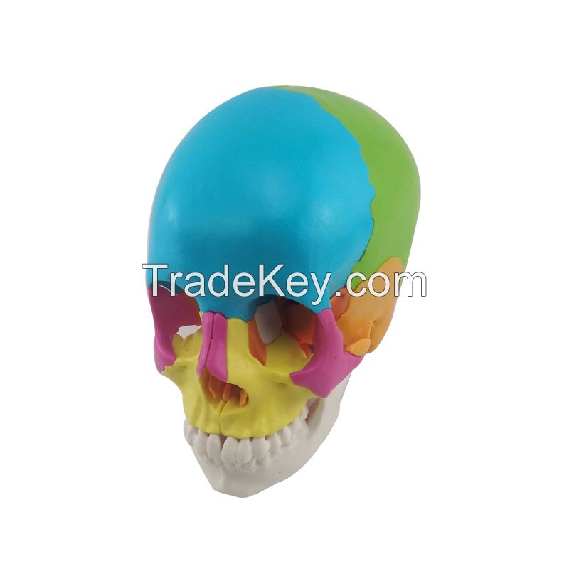 Medical Science Medical Student Training Teaching Use Colorful Skull